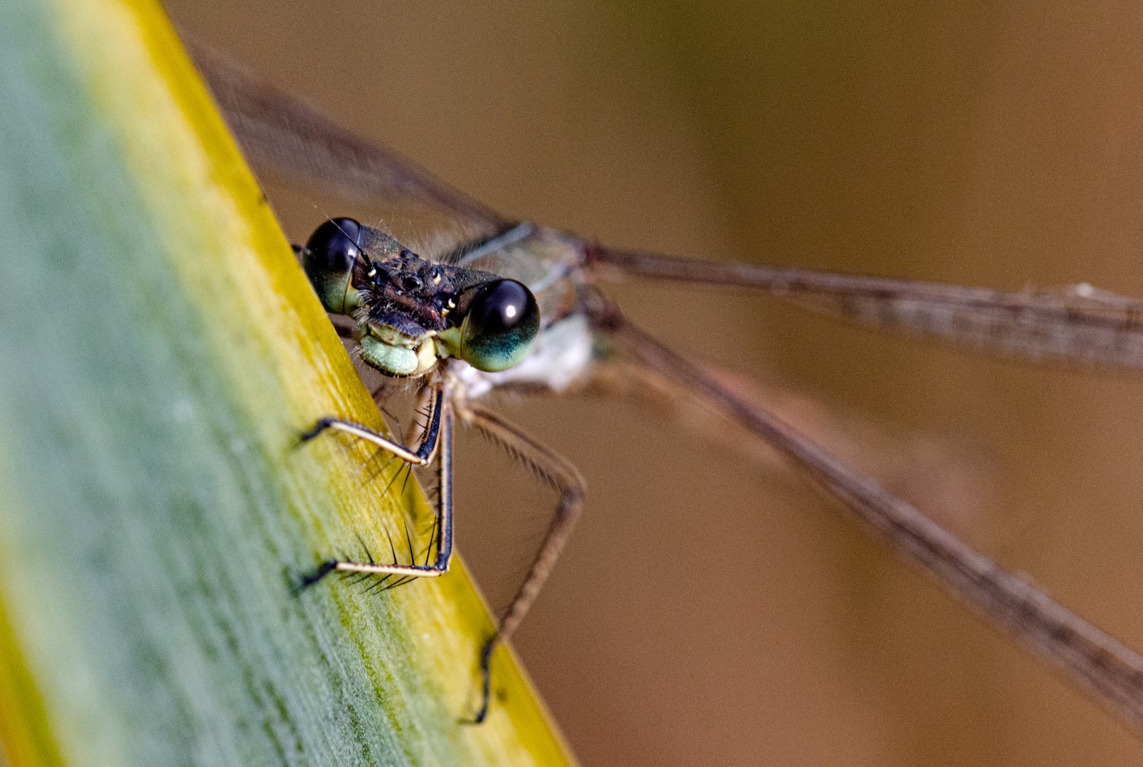 Kleine Binsenjungfer (Lestes virens)