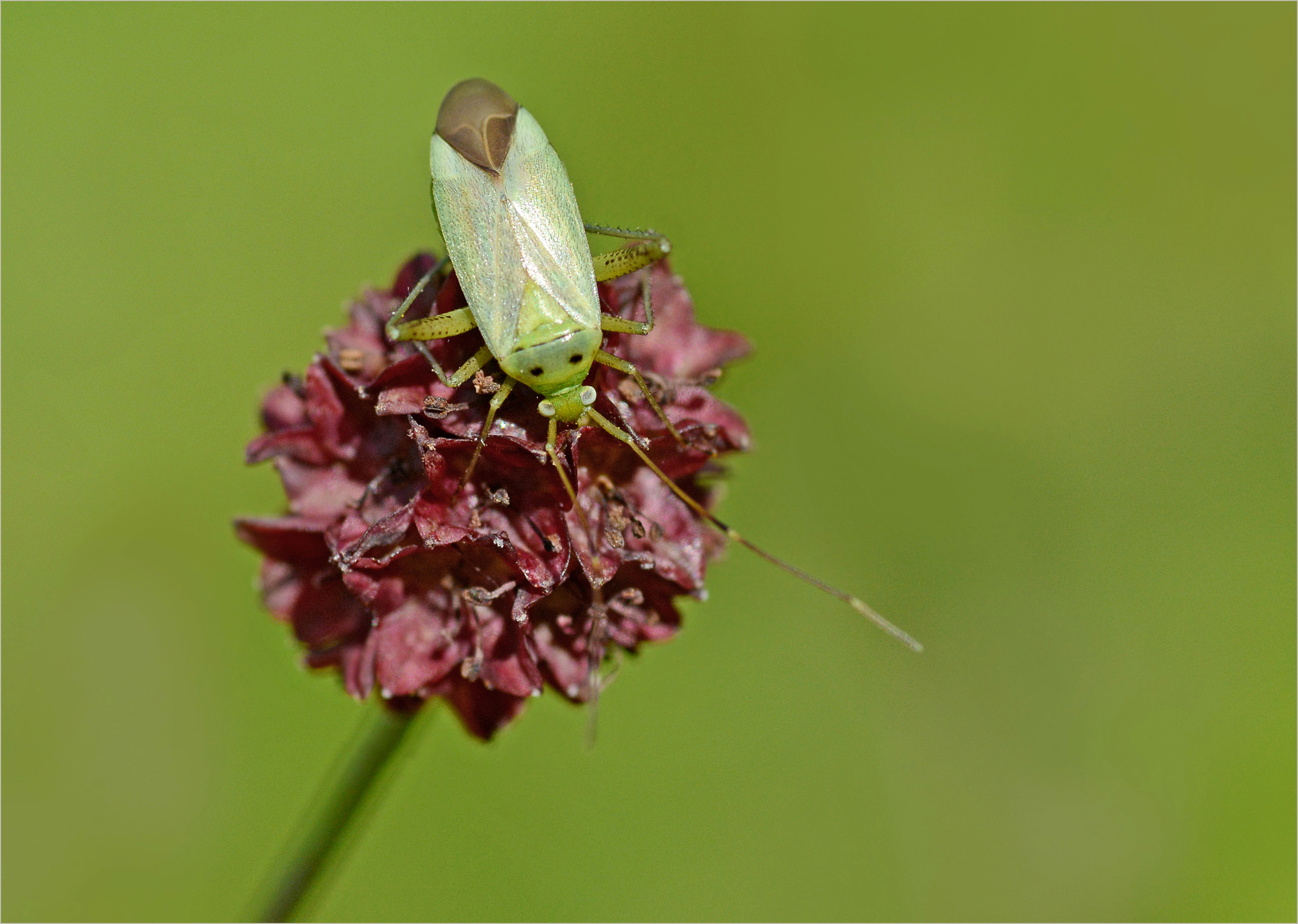 Auf dem Wiesenknopf ...