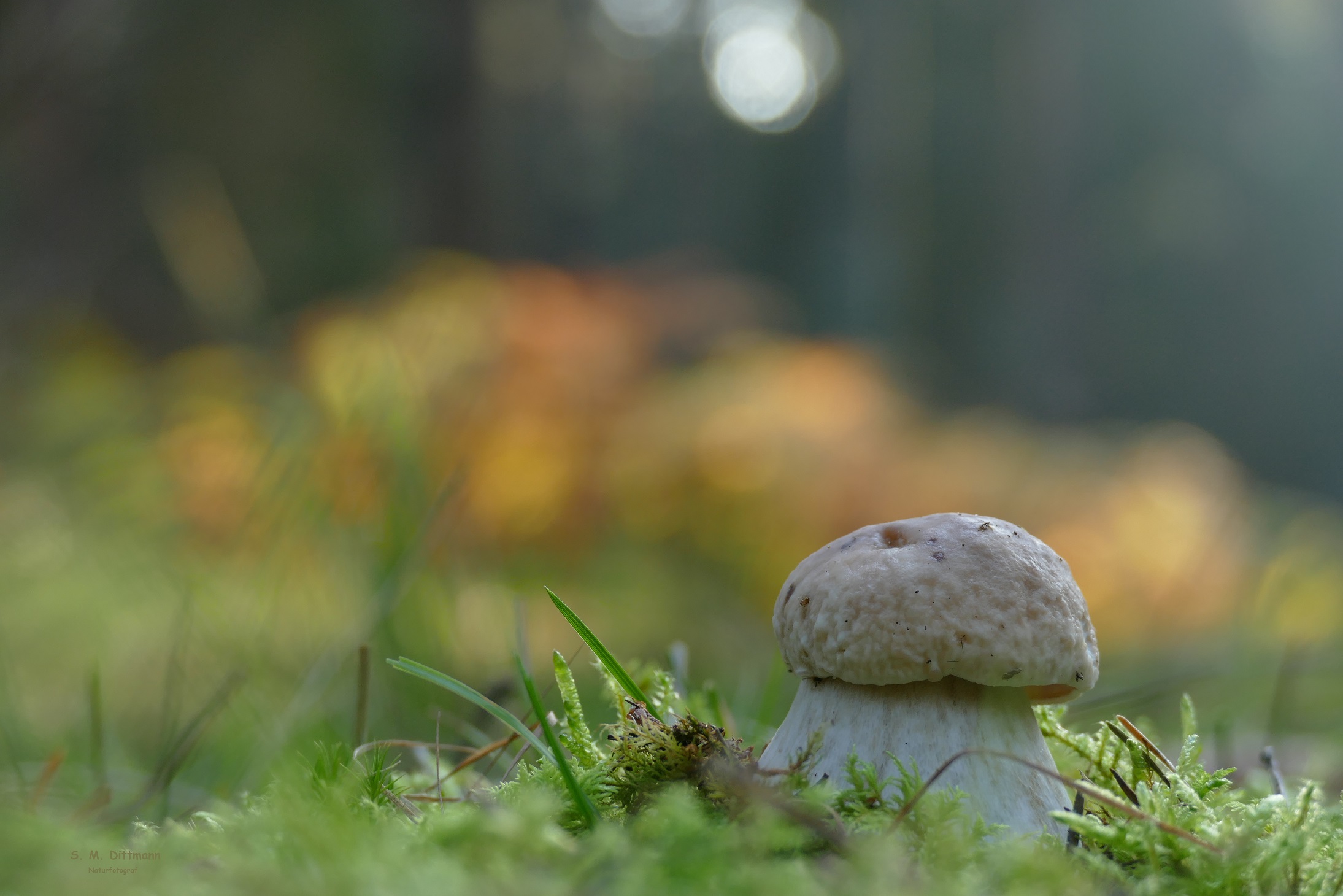 Junger Steinpilz