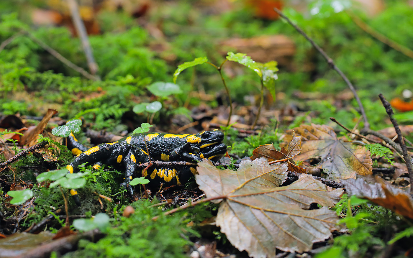 Feuersalamander Paarung