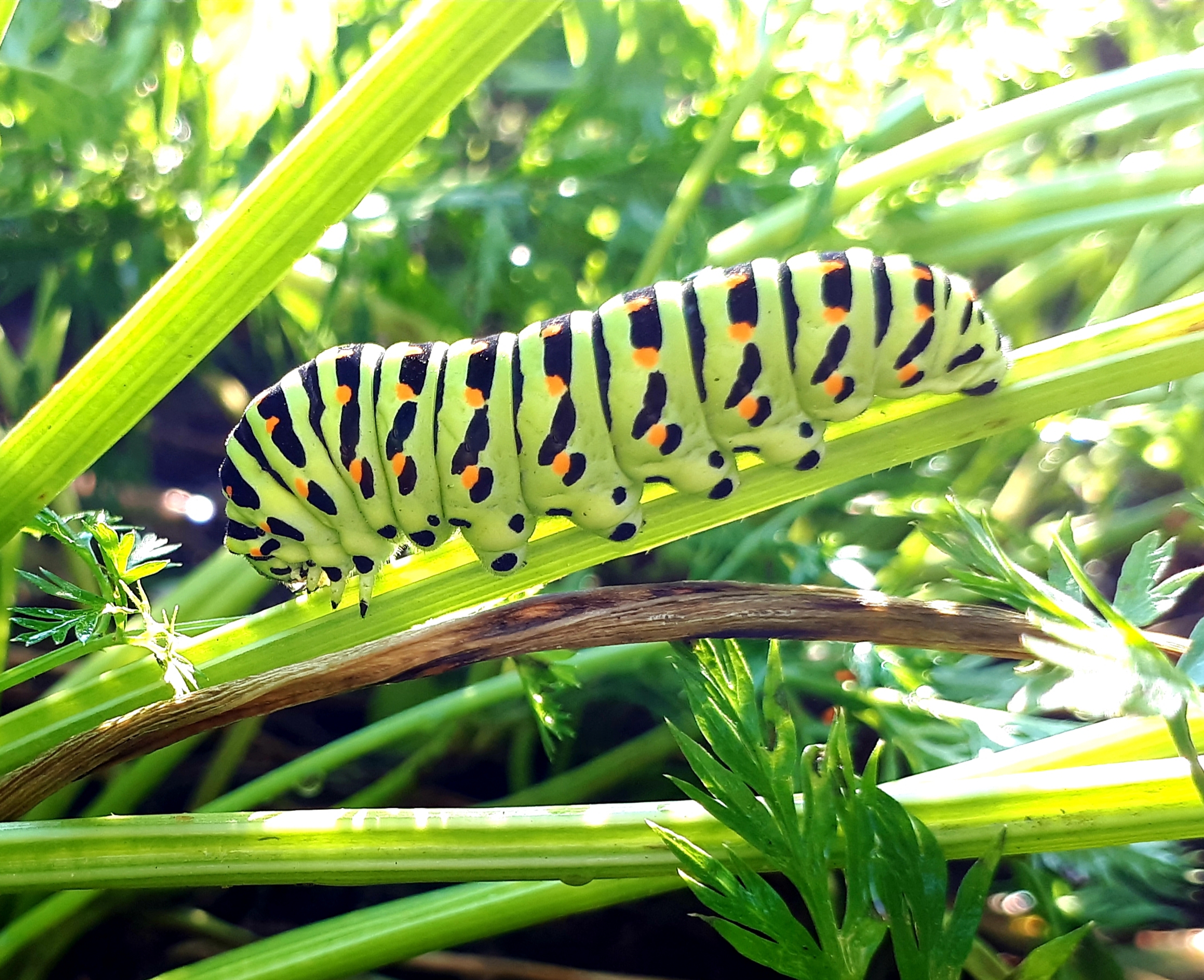 Raupe des Schwalbenschwanzes