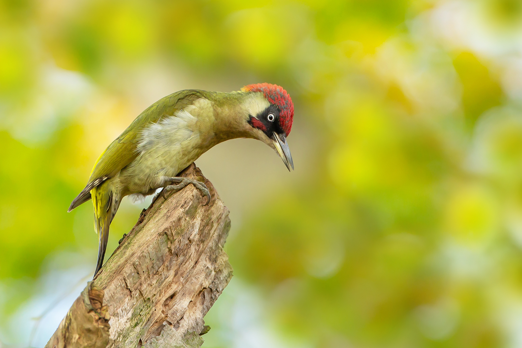 Vogel des Jahres 2014