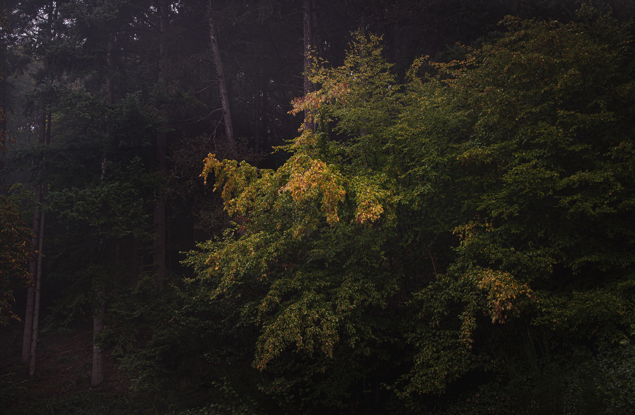 Herbstmorgen im Wald