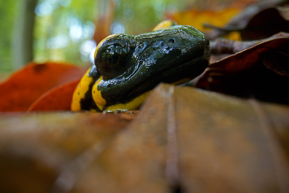 Feuersalamander