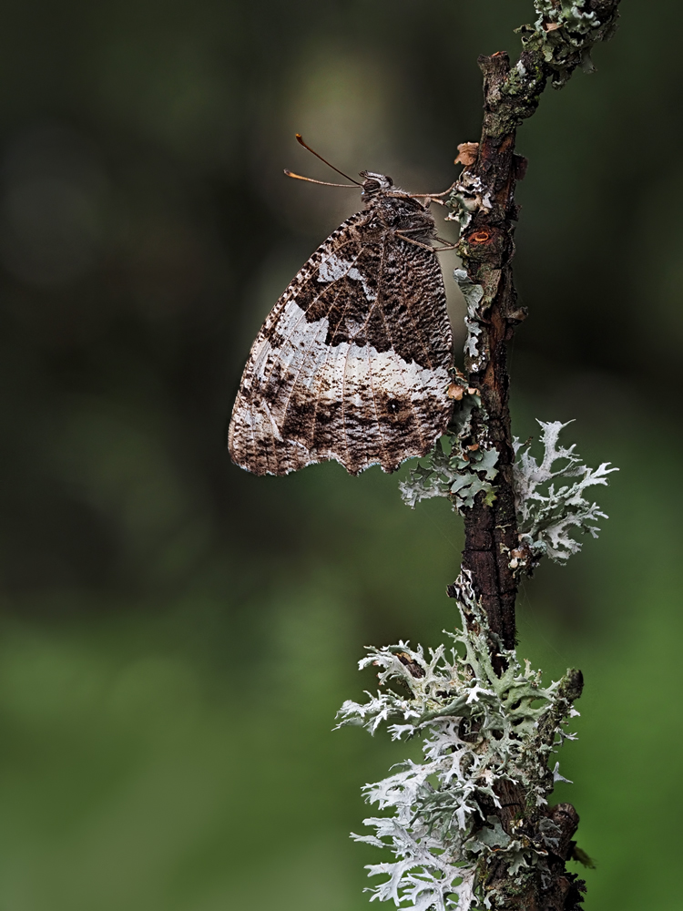 Brintesia circe oder auch Schattenkönigin