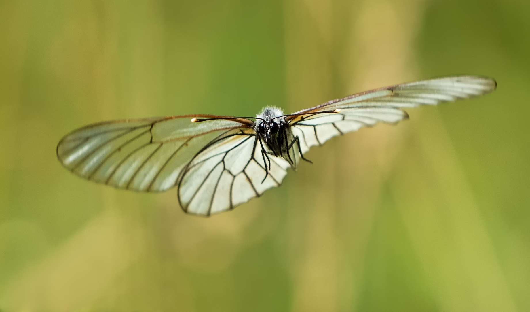 Baumweißling, Flugserie