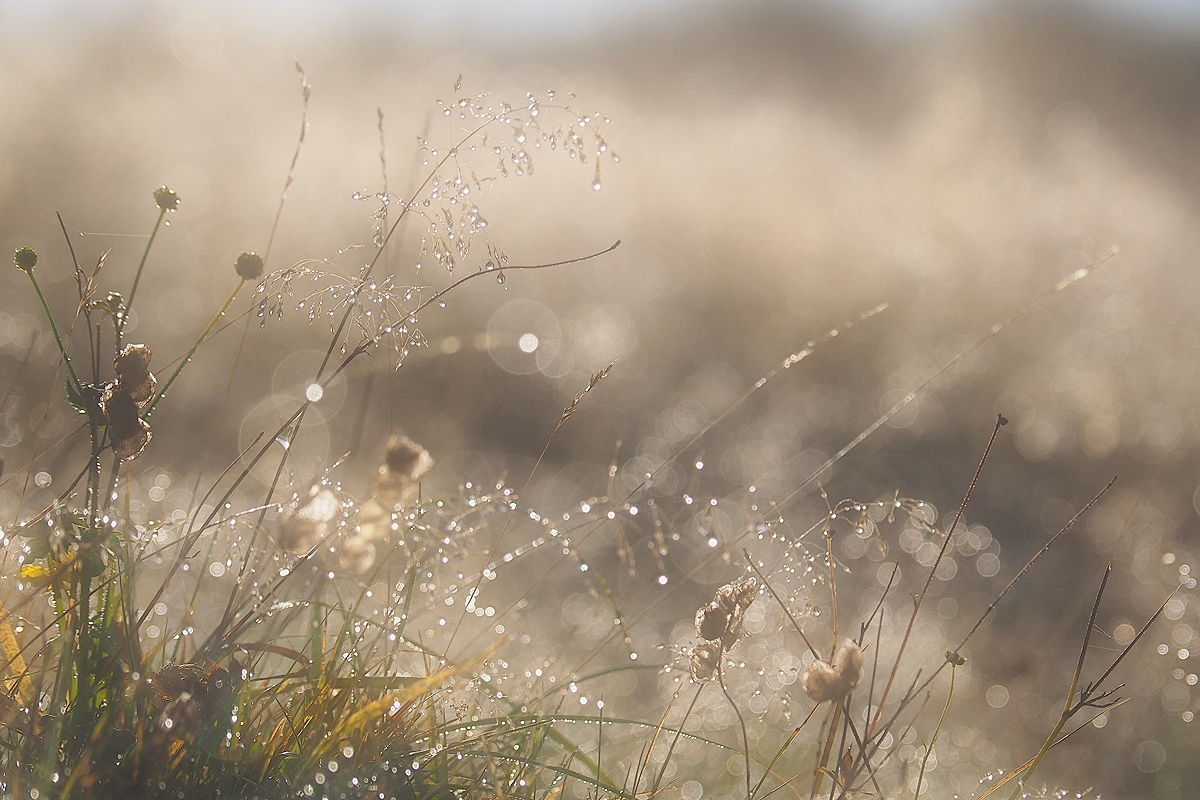 morgendliches Glitzern