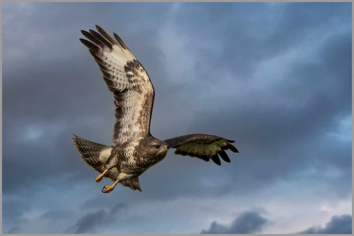 Bussard II