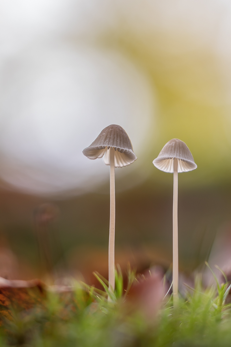 Allein im Wald