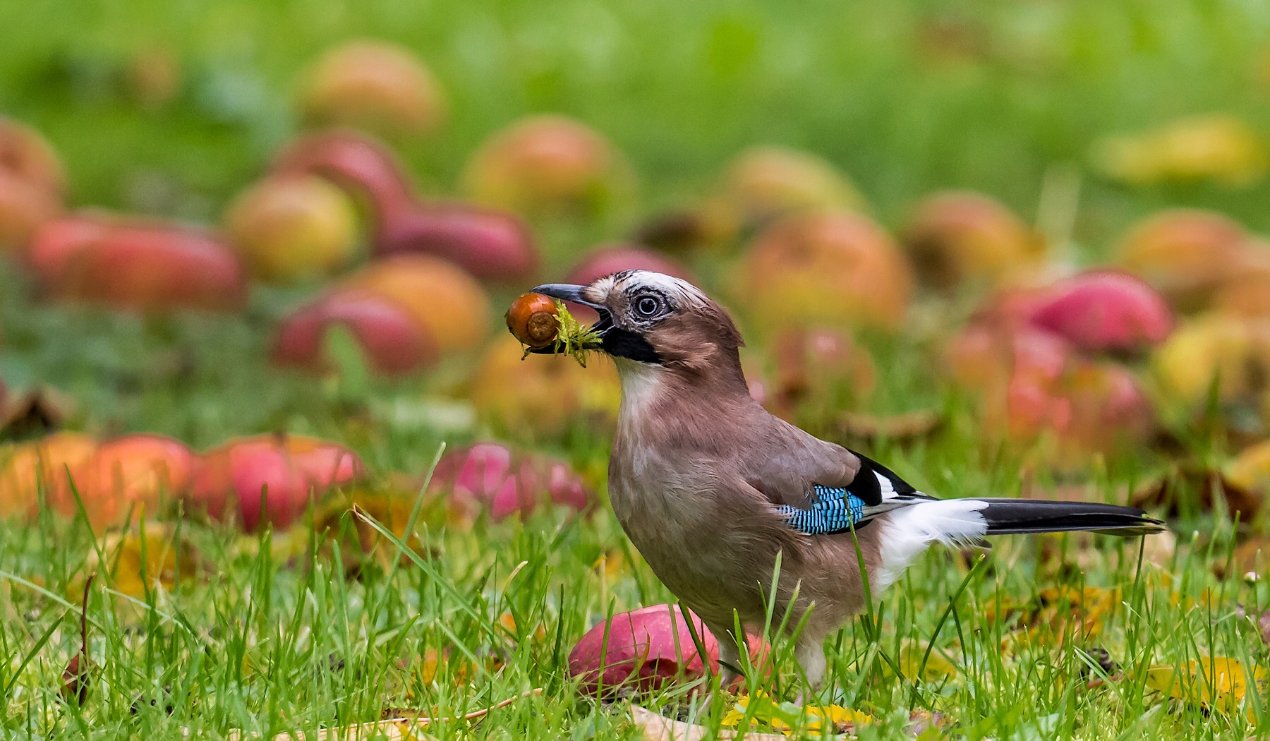 Auf der Streuobstwiese