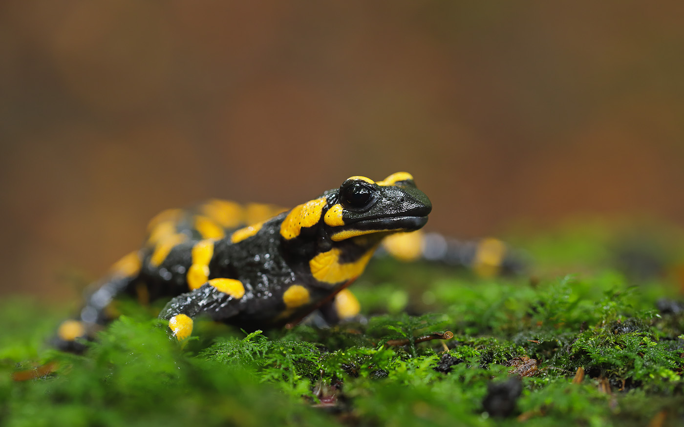 Feuersalamander
