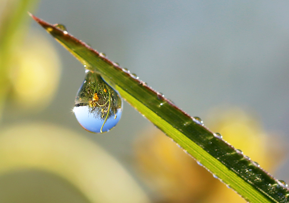 Butterblume