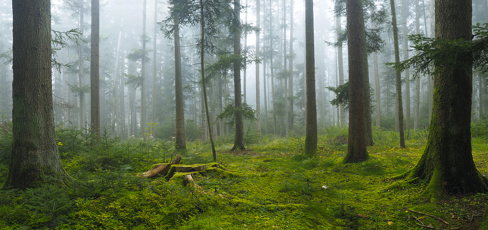 Nebelwald