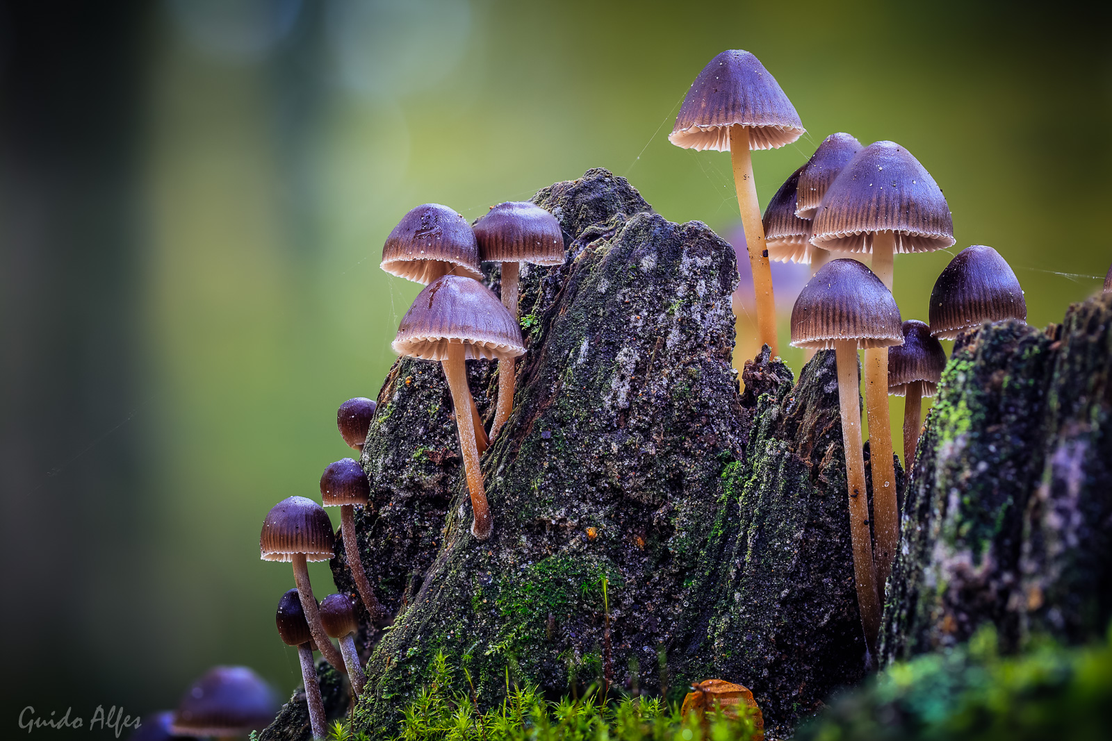 Pilz Stacking