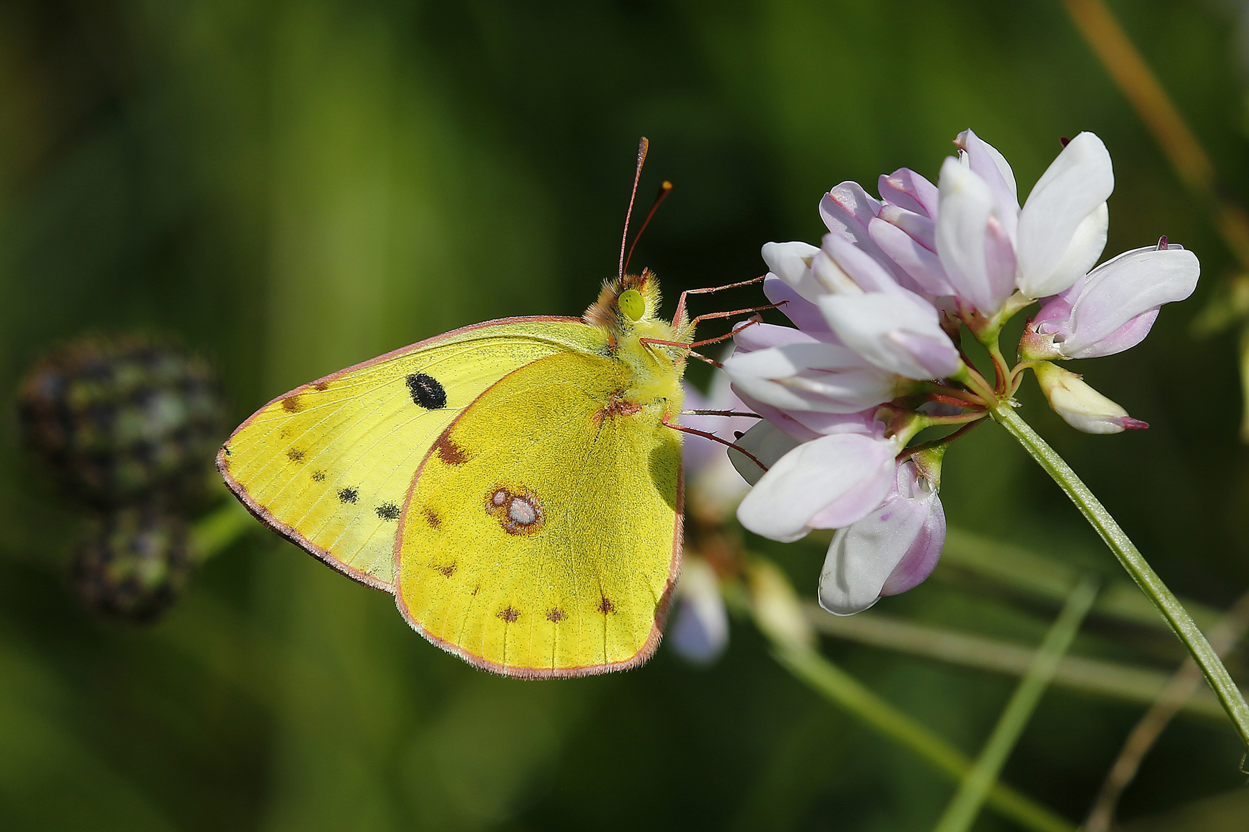 Colias Hyale/alfacariensis