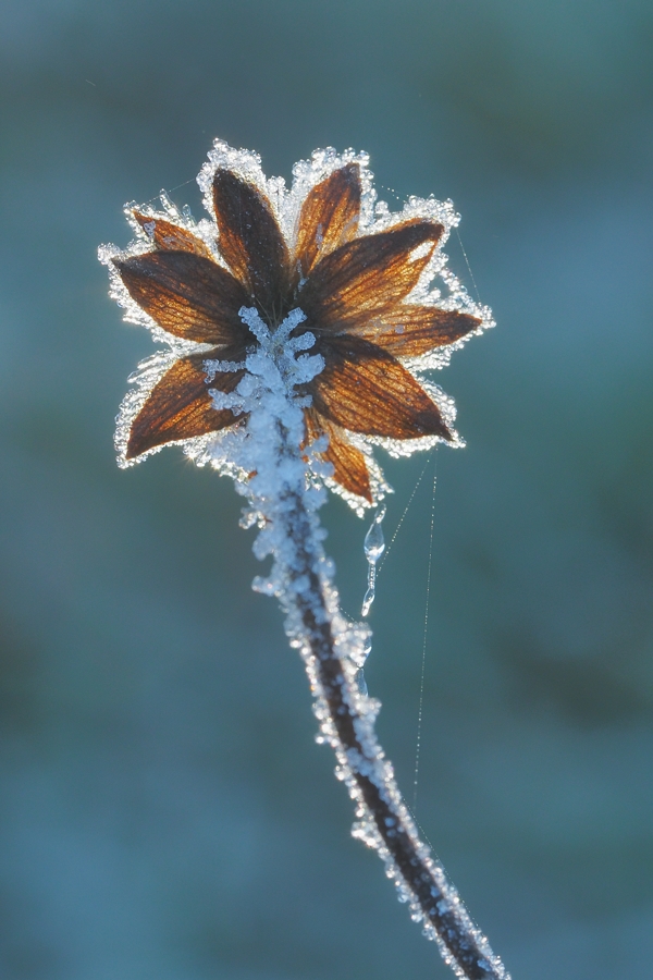 frostiges Morgensternchen im Gegenlicht