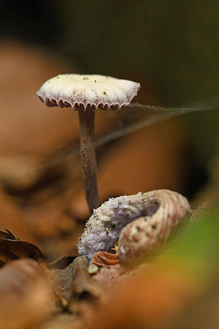 Pilz mit Vanillekipferl