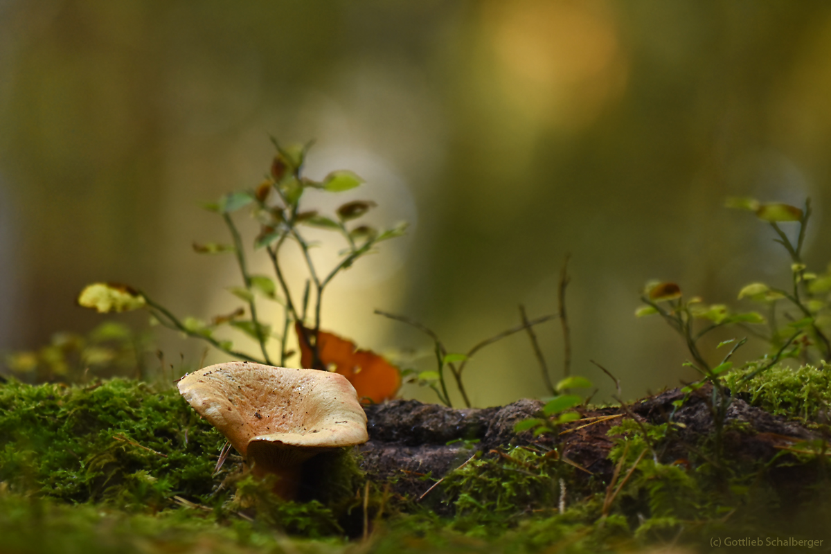 Lactarius deliciosus