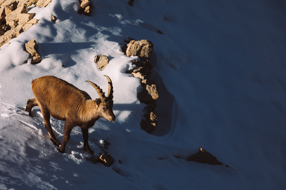 Junger Steinbock