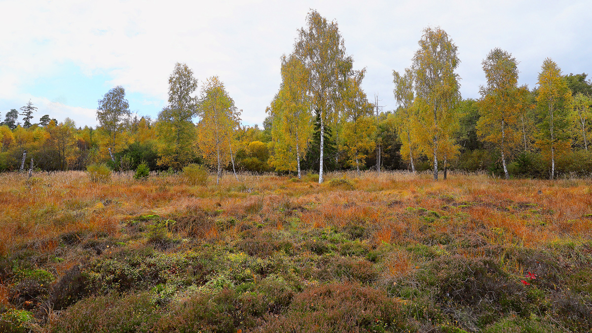 Moorbirken