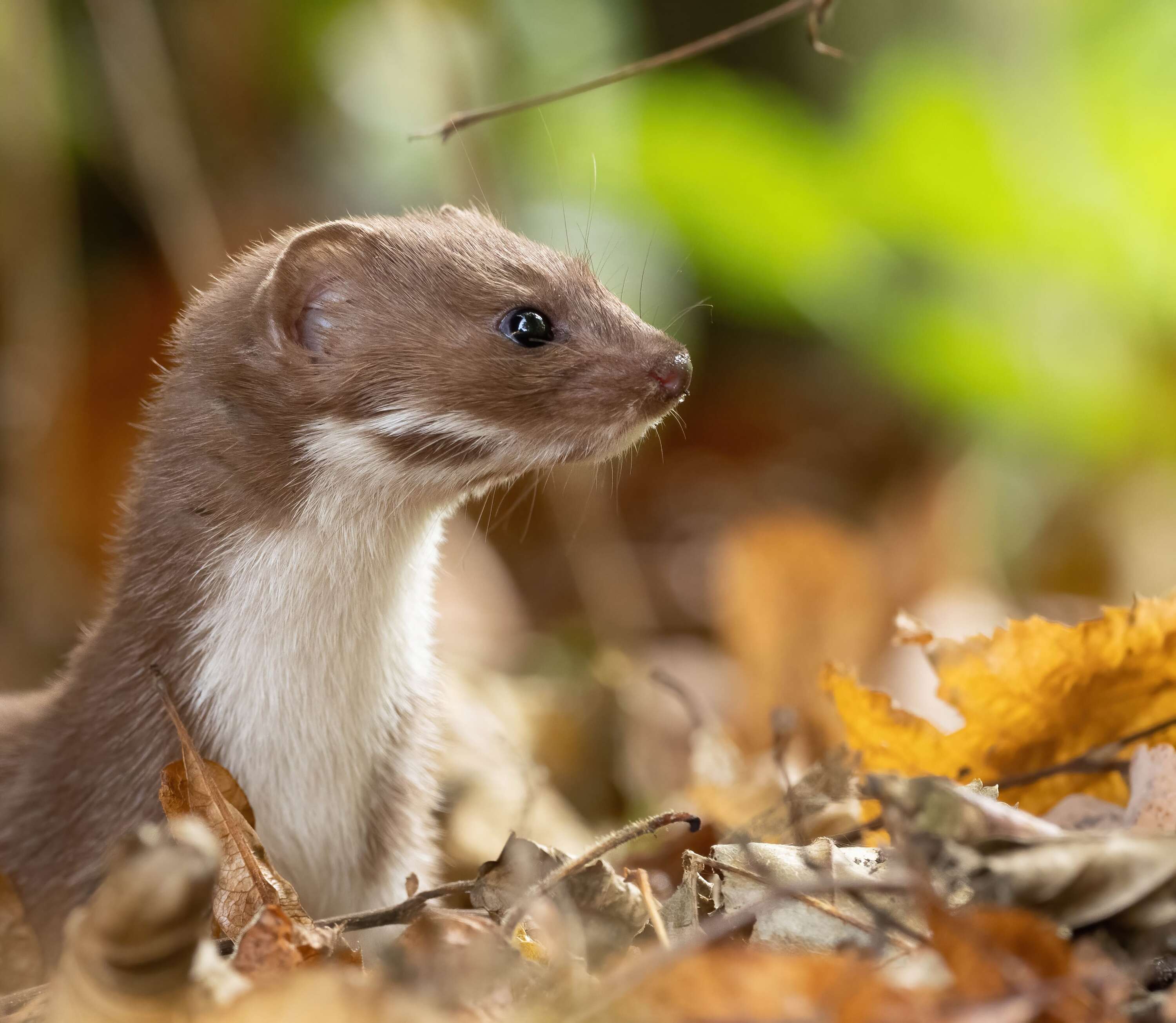 Wiesel beim Herbstspaziergang