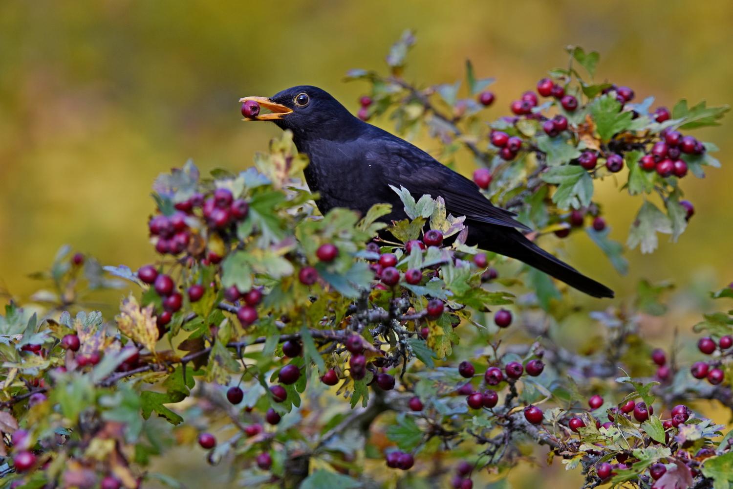 Amsel