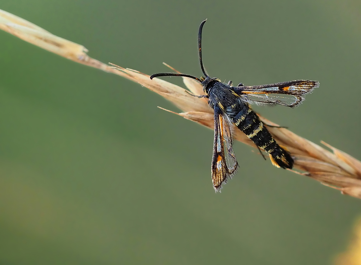 Bembecia iberica