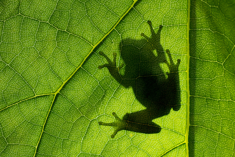Laubfrosch