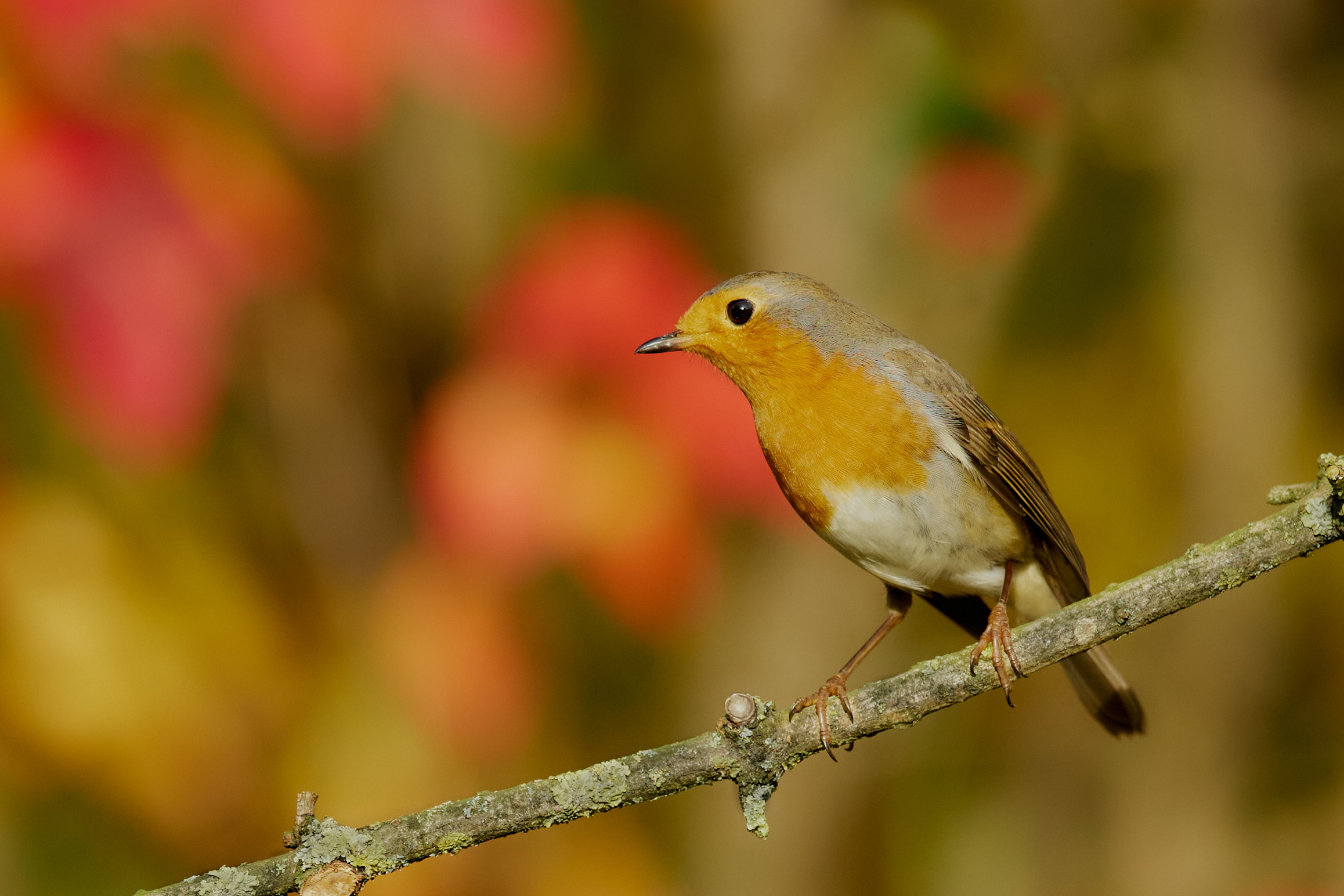 Herbstfarben