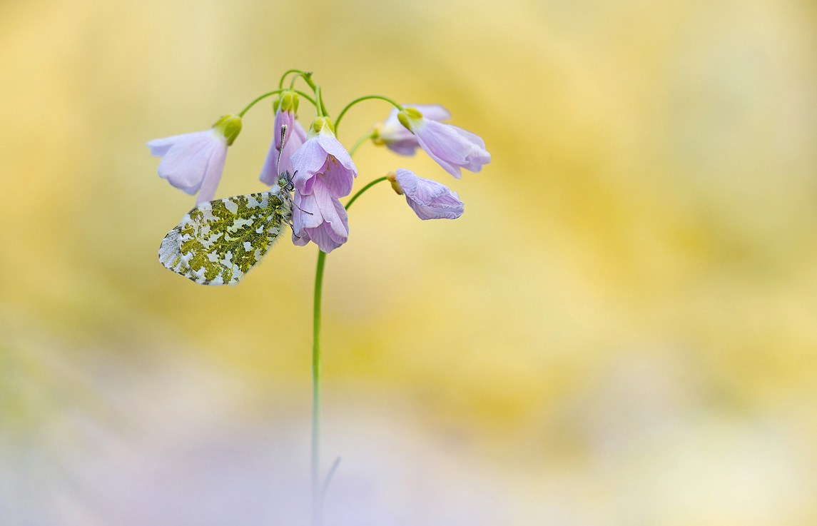 Ein Hauch von Frühling