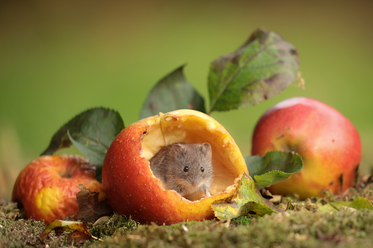 An apple a day keeps the doctor away