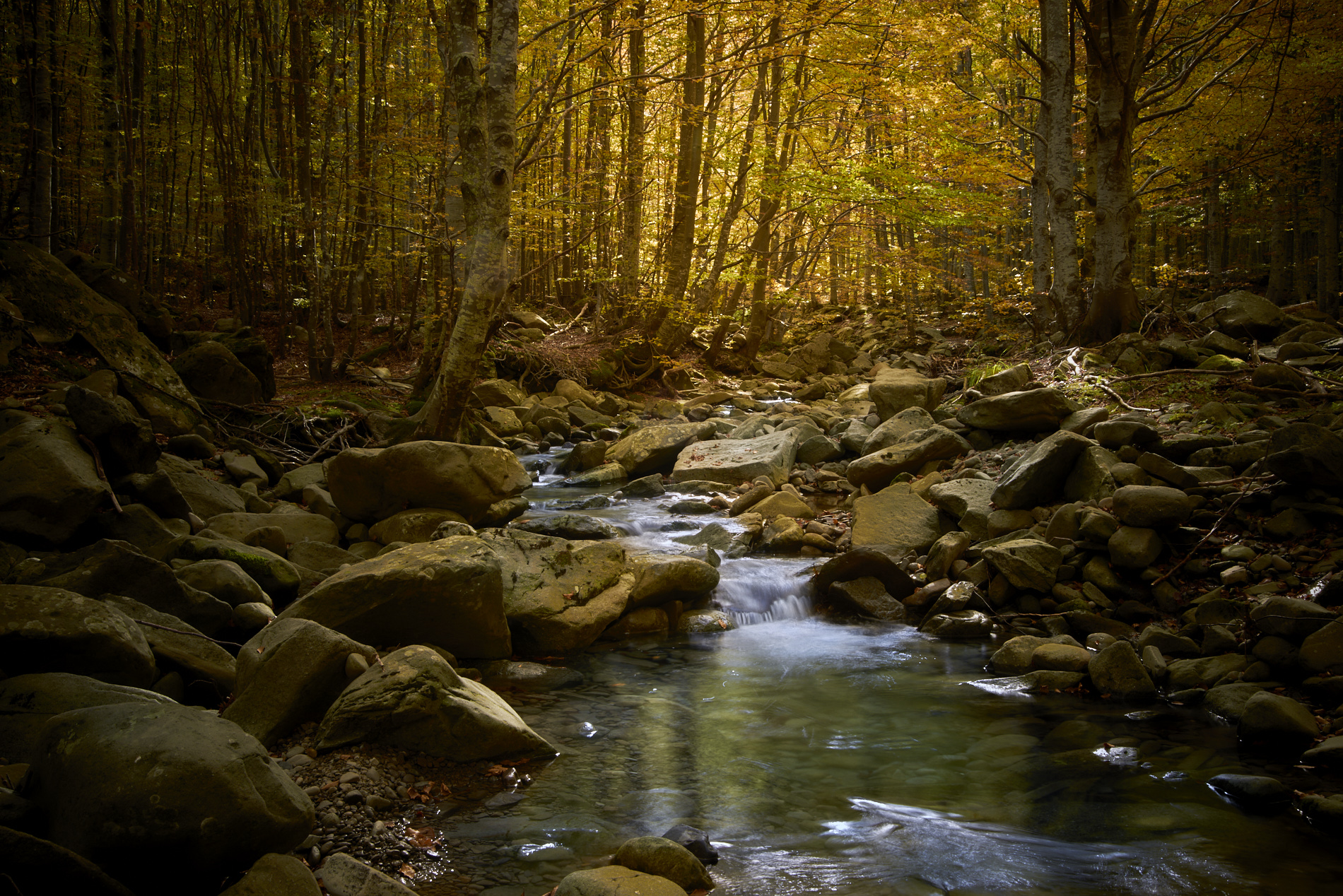 Herbstwald...