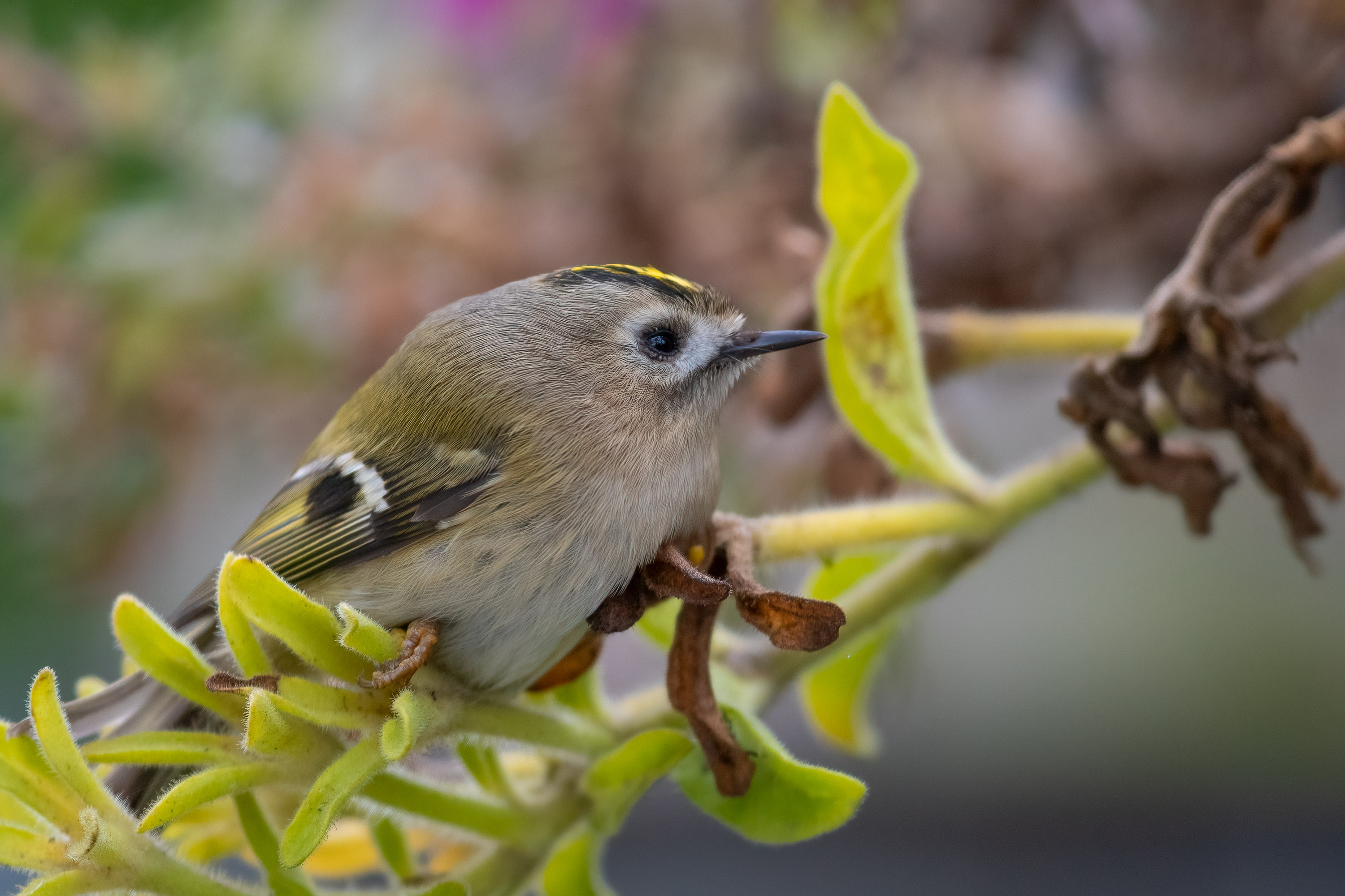 Müdes Wintergoldhähnchen