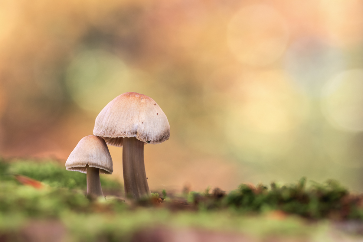 Ein Pärchen im Herbstlaub