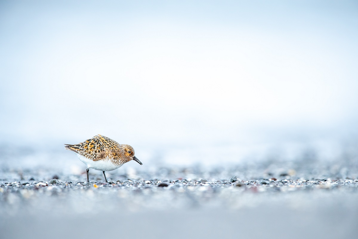 Sanderling
