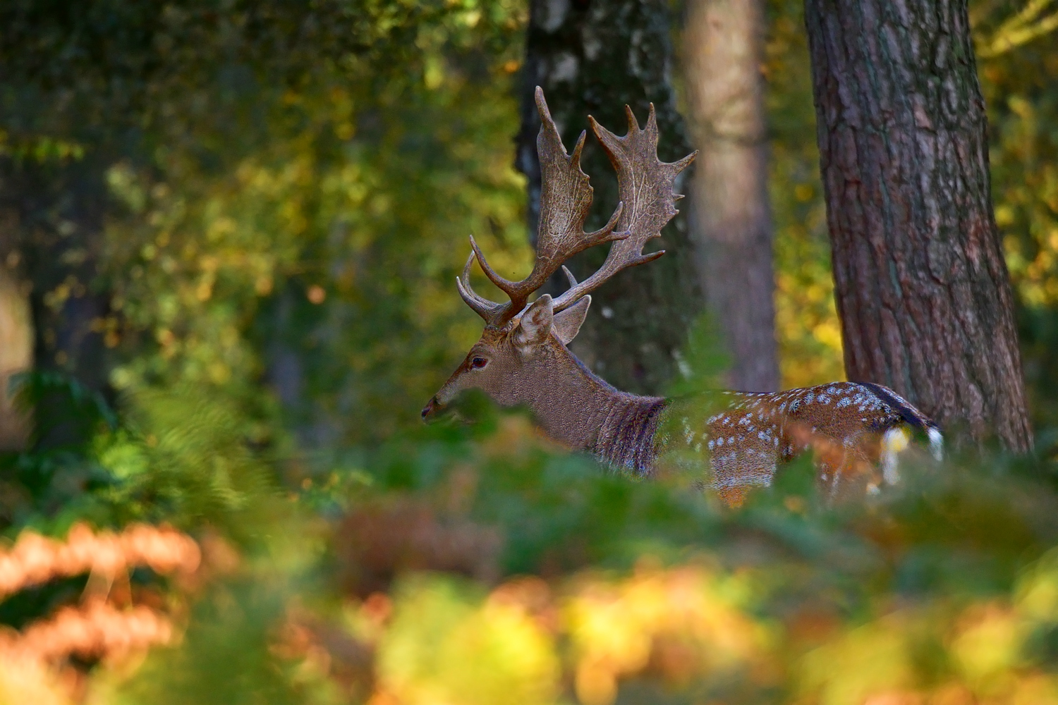 Herbstfarben