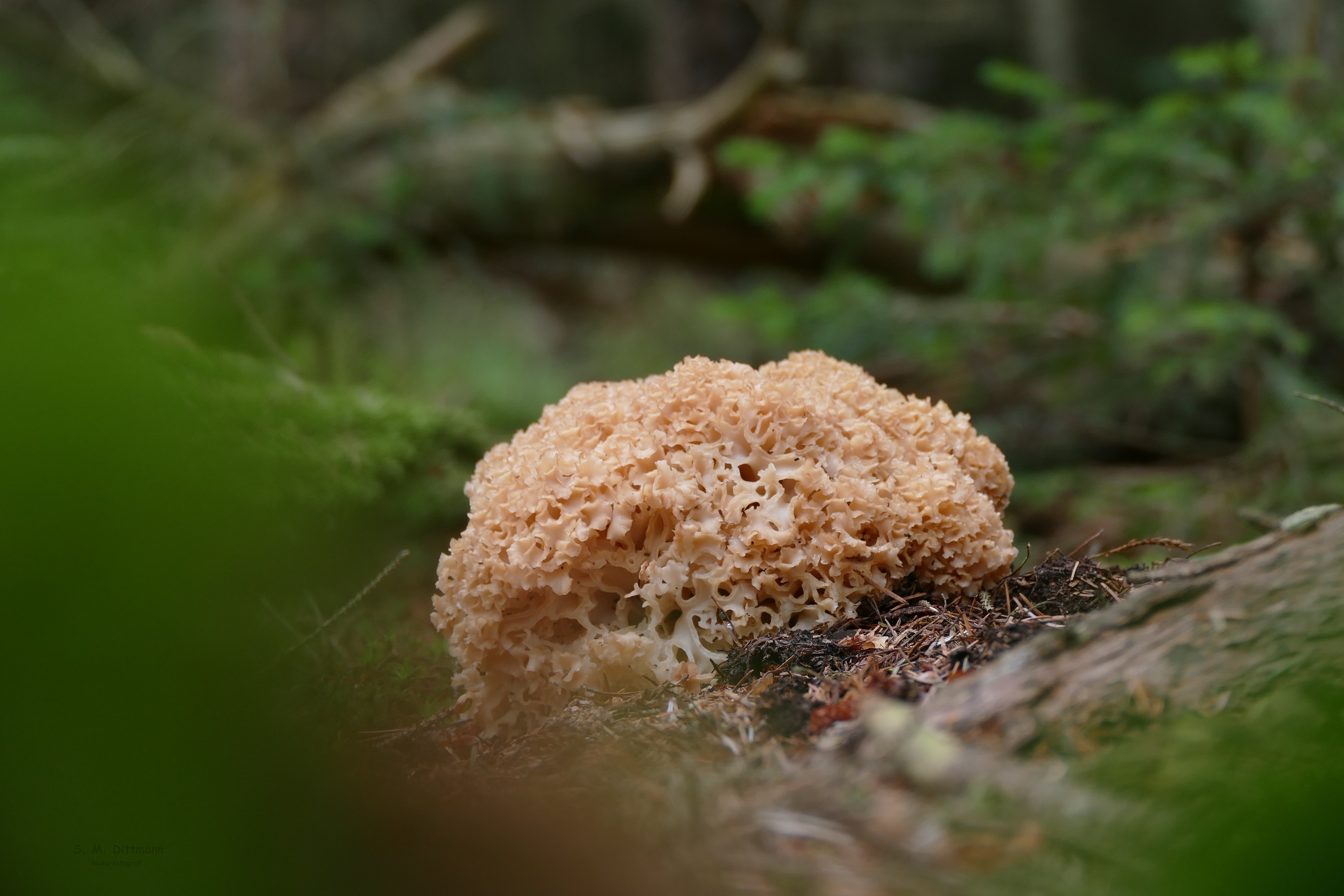 Der Badeschwamm im Walde