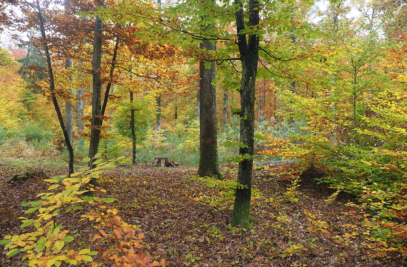 Bunter Herbst
