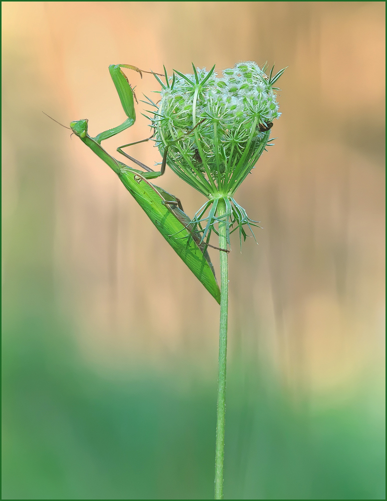 *Mantis*