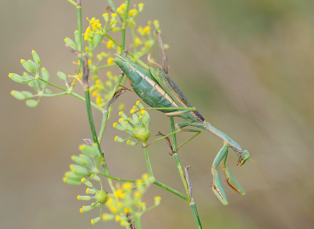 Mantis