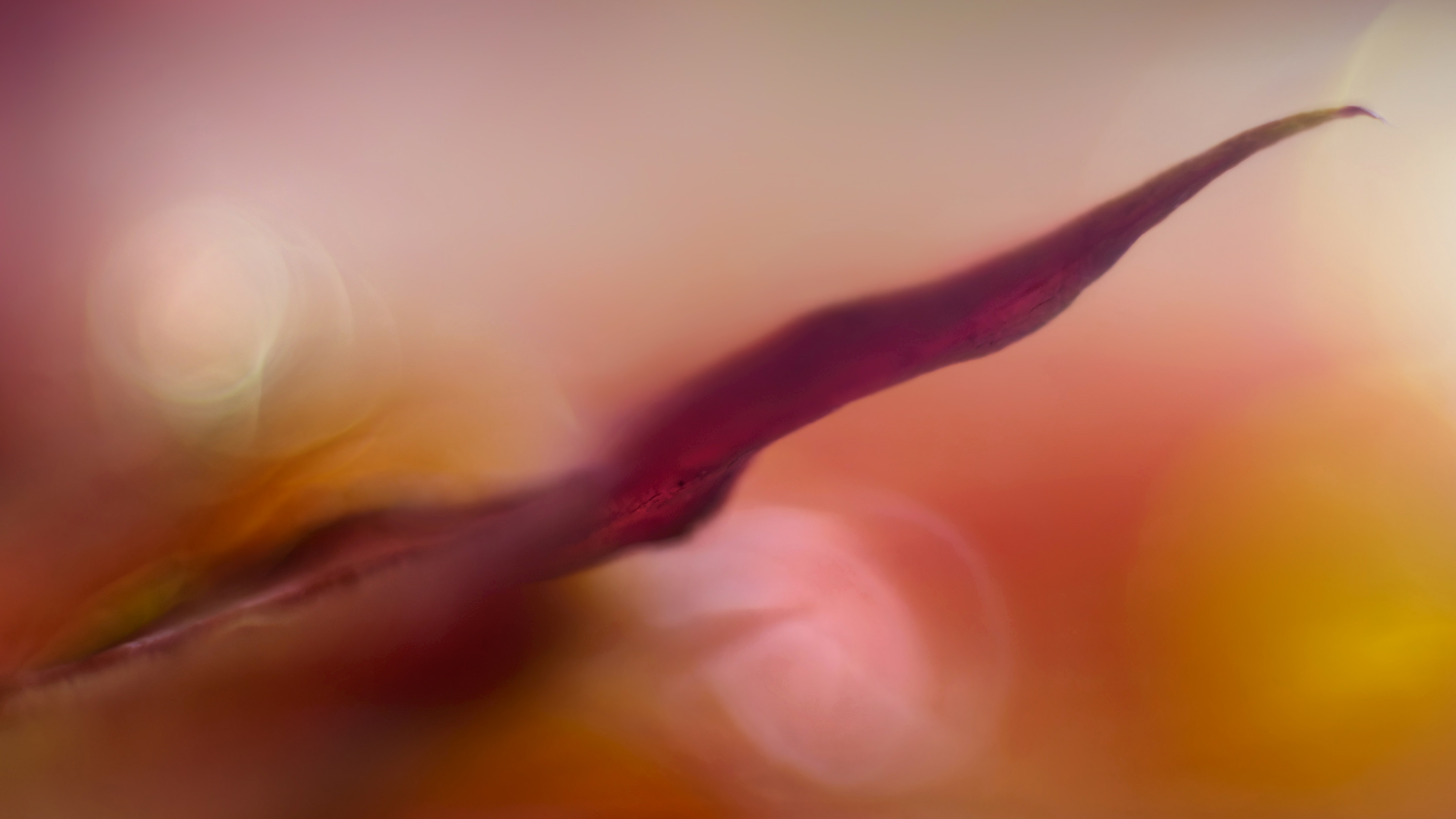 Nur Herbst- Farbe und Licht