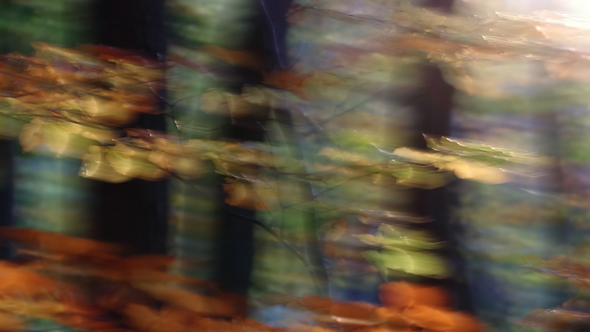 Herbstfarben im Buchenwald