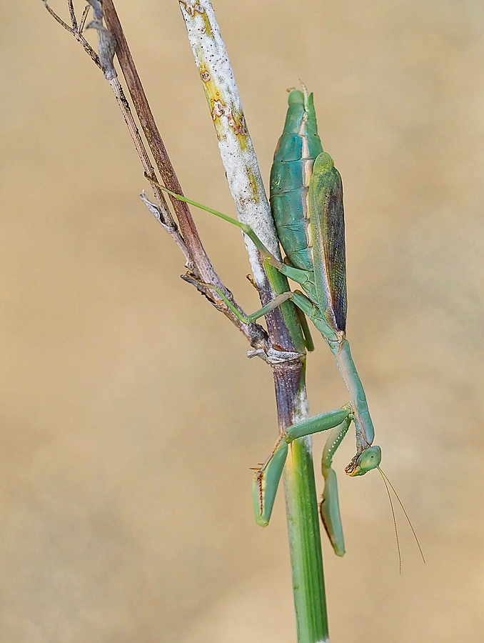Mantis 