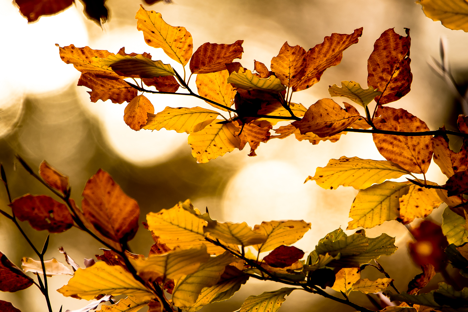 Blätter im Herbstkleid