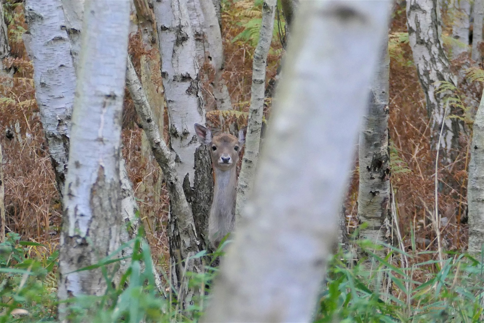 Der fragende Blick