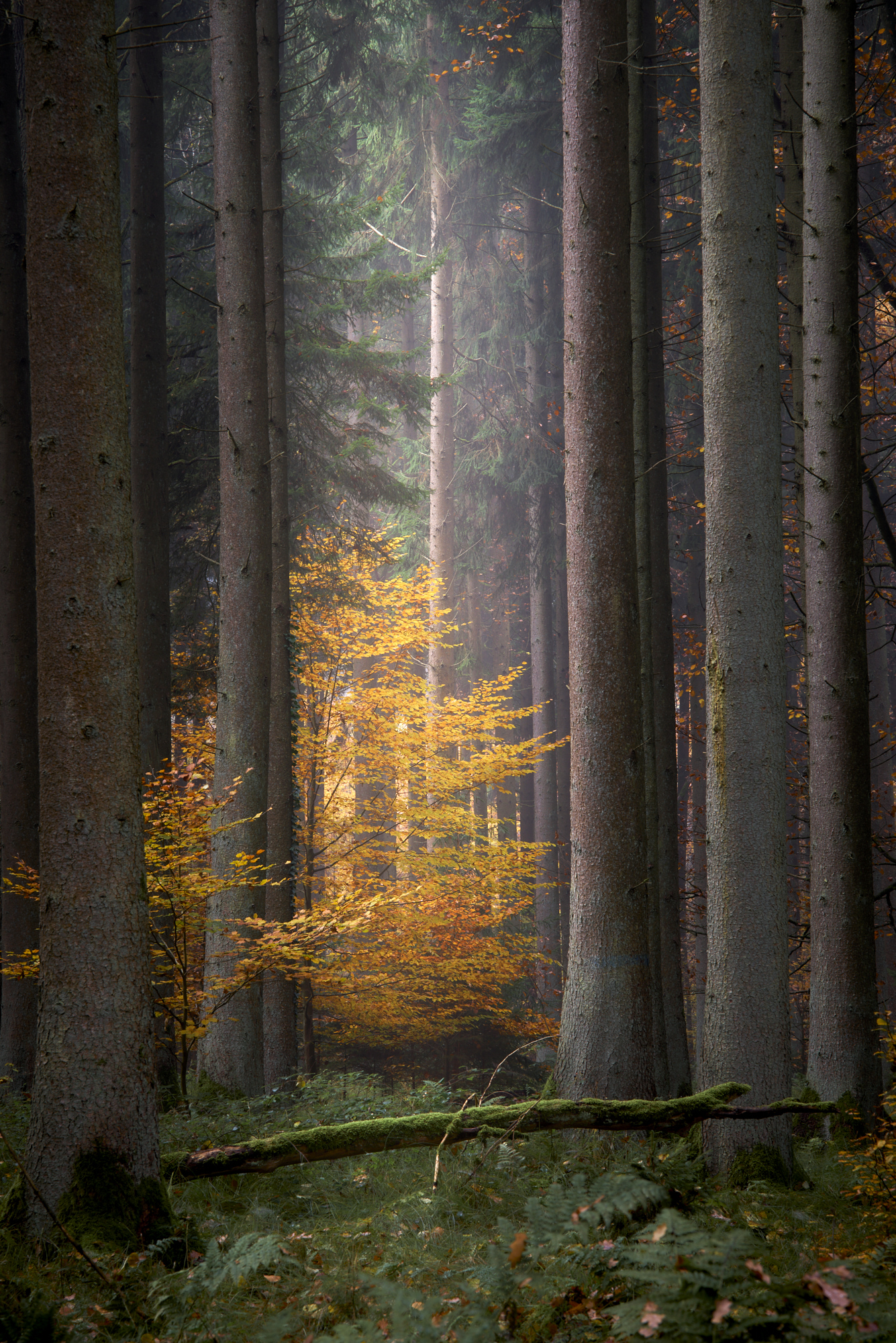 Schönheit zwischen den Stangen