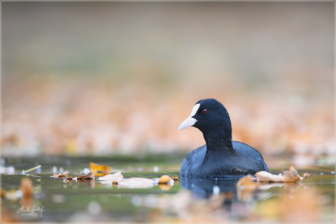 Blässhuhn auf dem herbstlichen See