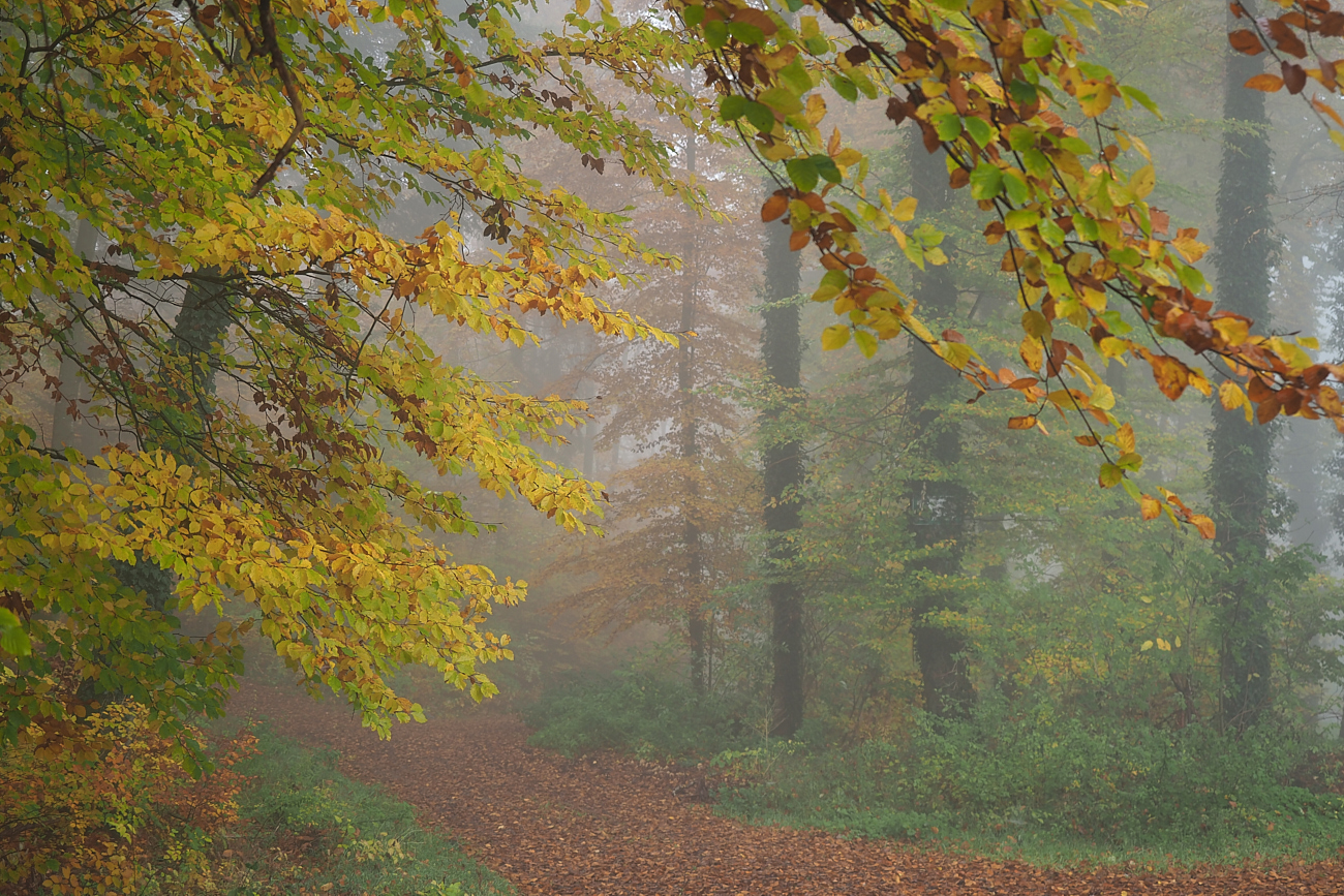 Schöner Herbst