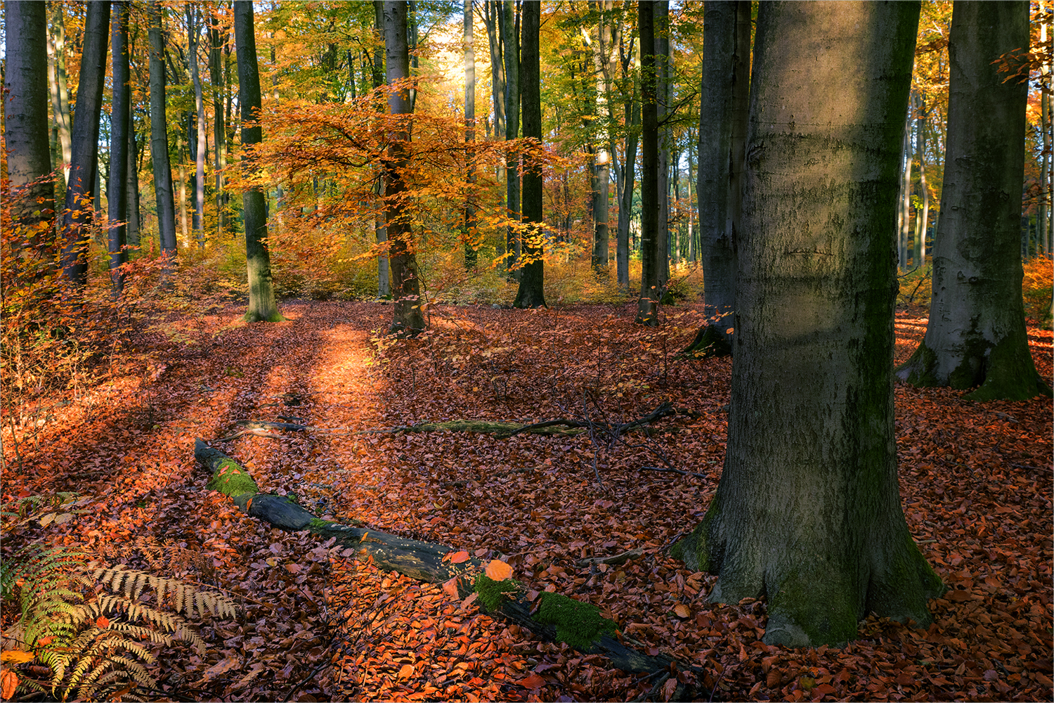 Der Zauber des Herbstwaldes