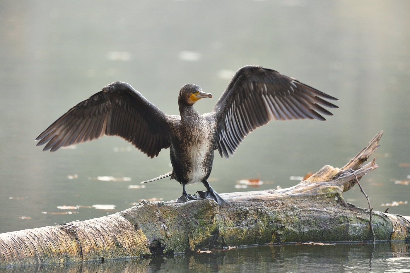 Kormoran